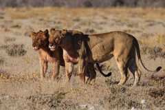 Two young lions standing side by side after feeding