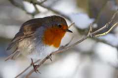 Low winter light catching the feathers of a European Robin